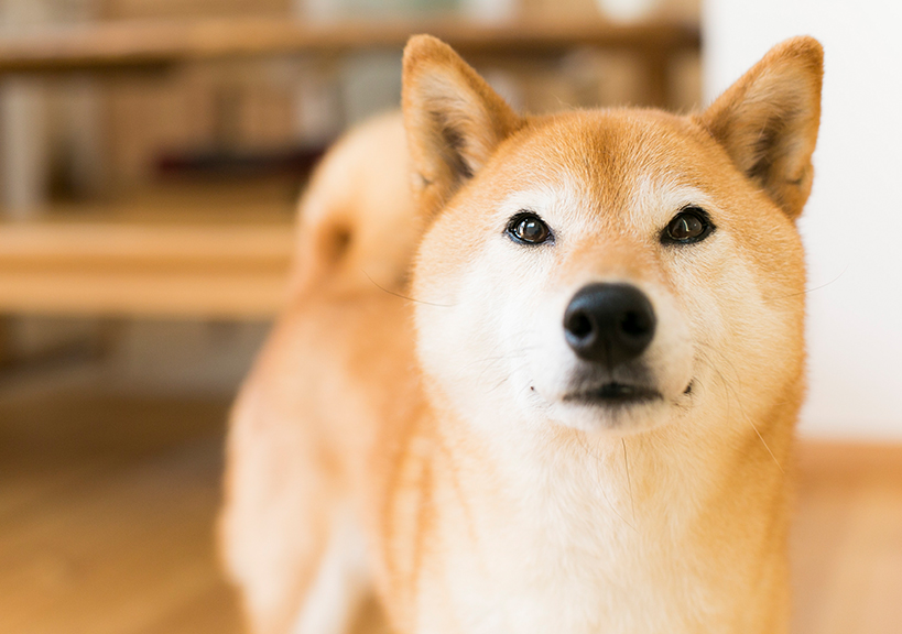 自然素材の家はペットとの暮らしにも最適!おすすめしたい5つのポイント