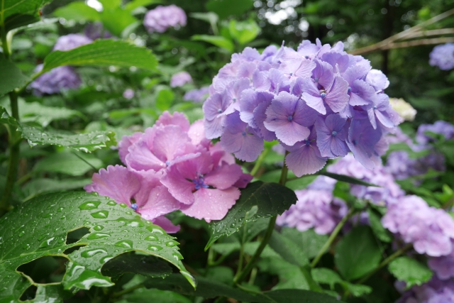 梅雨の時期も無垢材のフローリングならサラッと快適に過ごせるって本当?