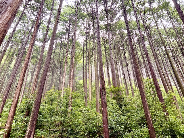ウッドショックって何?原因は?影響は?注文住宅はいつ建てるのが賢いの?