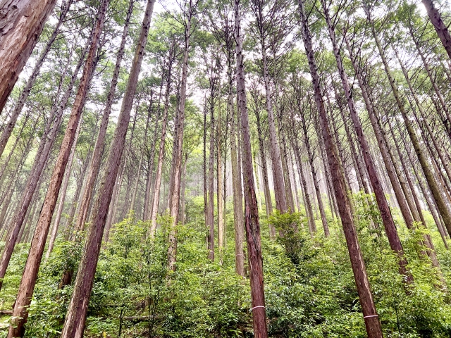 ウッドショックって何？原因は？影響は？注文住宅はいつ建てるのが賢いの？