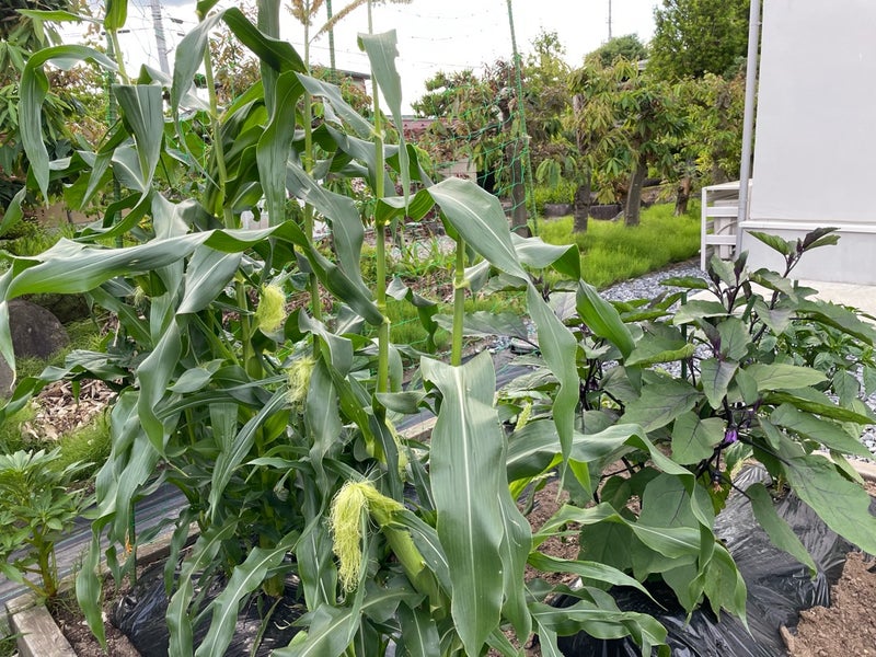 家庭菜園を数年続けると自生する植物たち