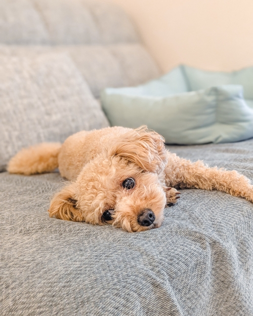 なぜ自然素材の家は心地いいのか